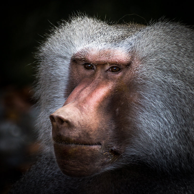 animals-6-von-16.jpg